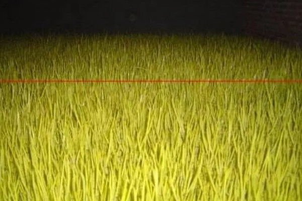 蒜黄怎么种植,摆好蒜种再覆盖细沙土