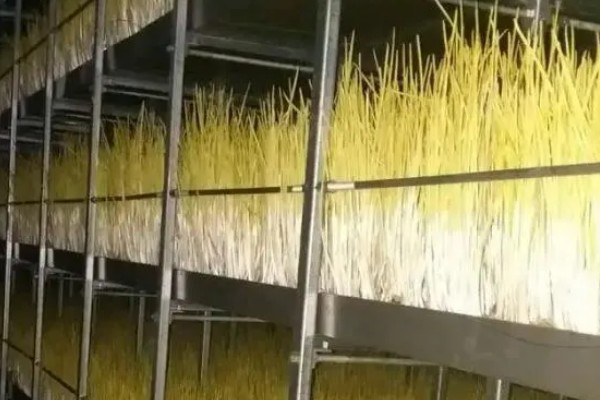 蒜黄怎么种植,摆好蒜种再覆盖细沙土