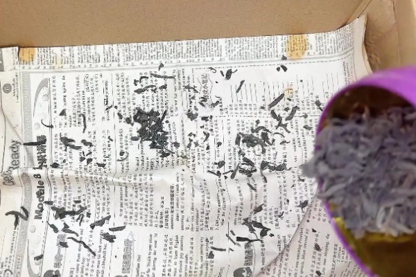 蒜黄怎么种植,摆好蒜种再覆盖细沙土