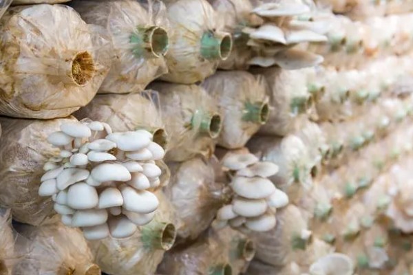怎么种植白平菇，养料配制可用玉米芯或者玉米秆
