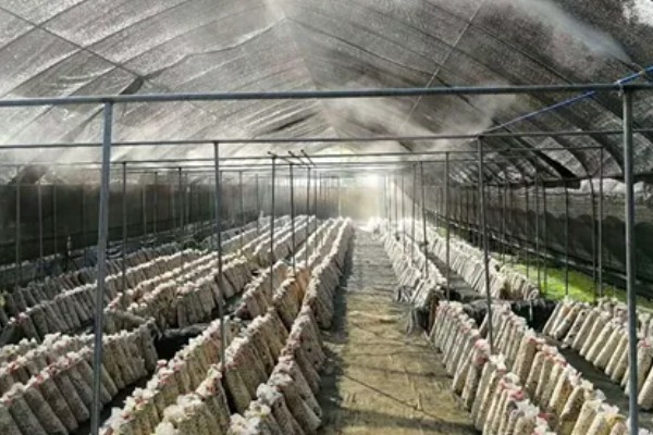 怎么种植白平菇，养料配制可用玉米芯或者玉米秆