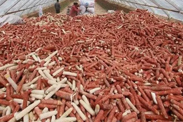 怎么种植白平菇，养料配制可用玉米芯或者玉米秆