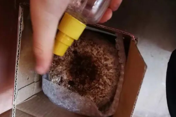 怎么种植白平菇，养料配制可用玉米芯或者玉米秆