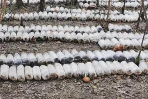 怎么种植白平菇，养料配制可用玉米芯或者玉米秆