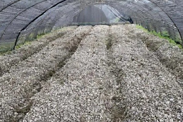 怎么种植白平菇，养料配制可用玉米芯或者玉米秆