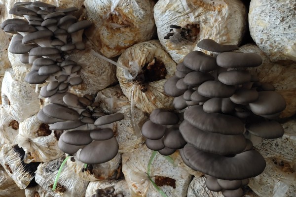 怎么种植白平菇，养料配制可用玉米芯或者玉米秆