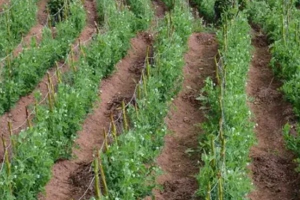 豌豆一窝可以种几粒，一个土穴放入2-3粒