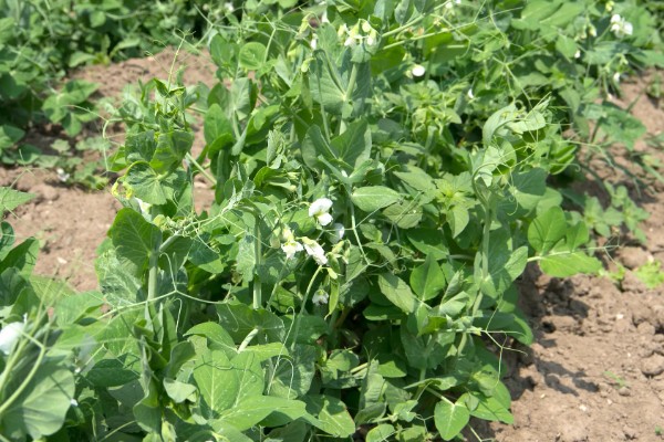 豌豆一窝可以种几粒，一个土穴放入2-3粒