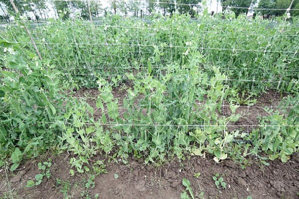 豌豆一窝可以种几粒，一个土穴放入2-3粒