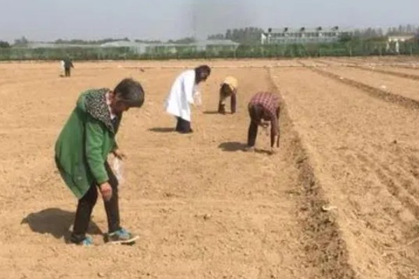 豌豆一窝可以种几粒，一个土穴放入2-3粒