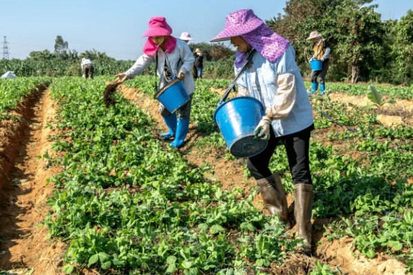 豌豆一窝可以种几粒，一个土穴放入2-3粒