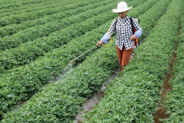 豌豆一窝可以种几粒，一个土穴放入2-3粒