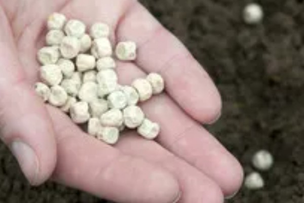 豌豆一窝可以种几粒，一个土穴放入2-3粒