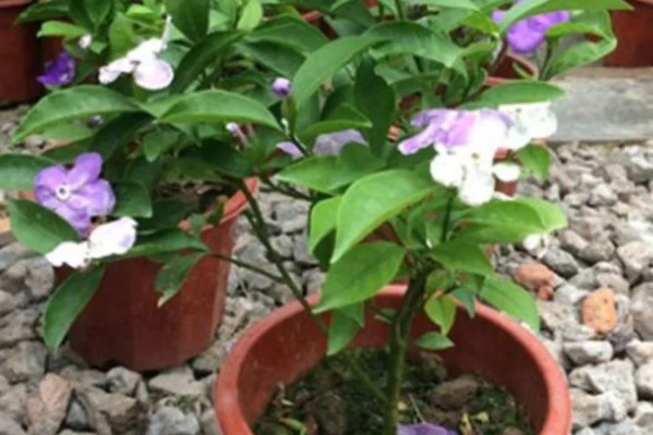 双色茉莉的养殖方法，年末将它摆在屋里来养