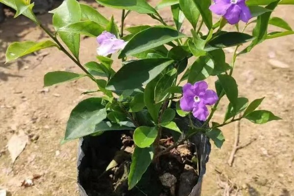 双色茉莉的养殖方法，年末将它摆在屋里来养