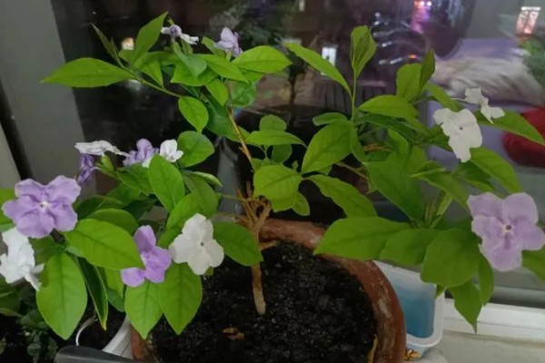 双色茉莉的养殖方法，年末将它摆在屋里来养