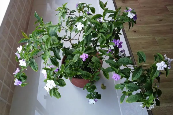 双色茉莉的养殖方法，年末将它摆在屋里来养