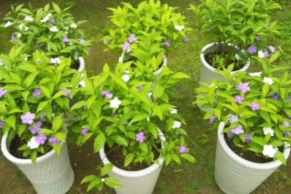 双色茉莉的养殖方法，年末将它摆在屋里来养