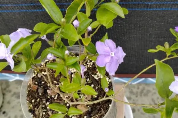 双色茉莉的养殖方法，年末将它摆在屋里来养