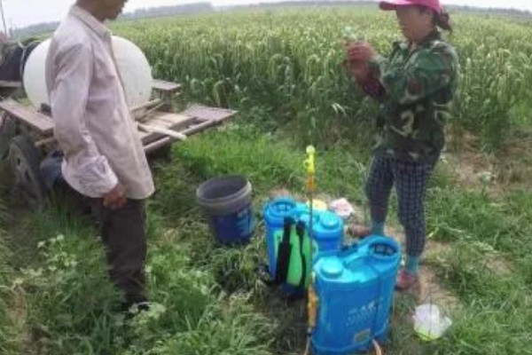 谷子的施肥方法，穗肥在抽穗前7-10天施用