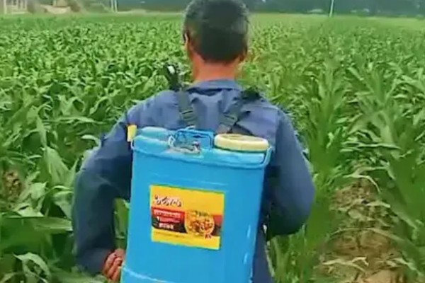 谷子的施肥方法，穗肥在抽穗前7-10天施用