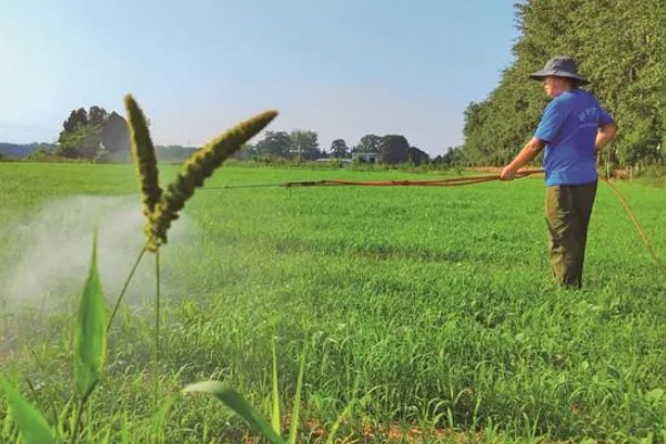 谷子的施肥方法，穗肥在抽穗前7-10天施用