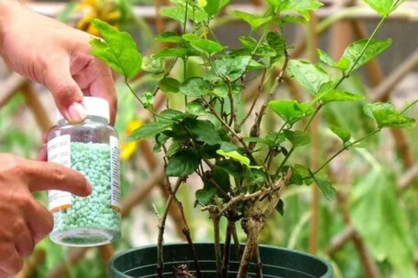 双色茉莉的养殖方法，年末将它摆在屋里来养