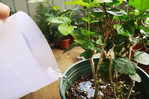 双色茉莉的养殖方法，年末将它摆在屋里来养