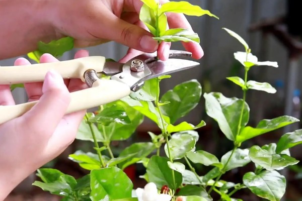 双色茉莉的养殖方法，年末将它摆在屋里来养