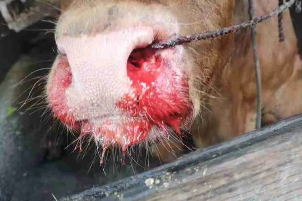 牛鼻子出血的原因,可能是外伤、异物、寄生虫所致