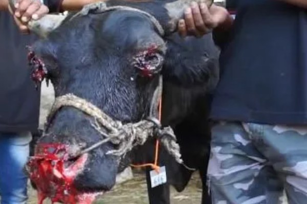 牛鼻子出血的原因,可能是外伤、异物、寄生虫所致