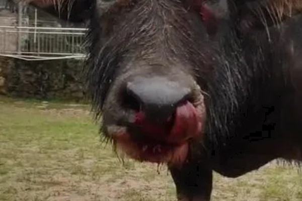 牛鼻子出血的原因,可能是外伤、异物、寄生虫所致