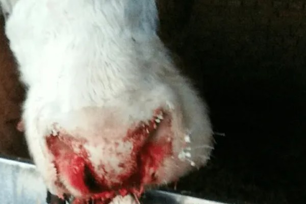 牛鼻子出血的原因,可能是外伤、异物、寄生虫所致