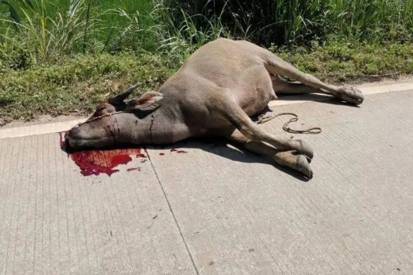 牛鼻子出血的原因,可能是外伤、异物、寄生虫所致