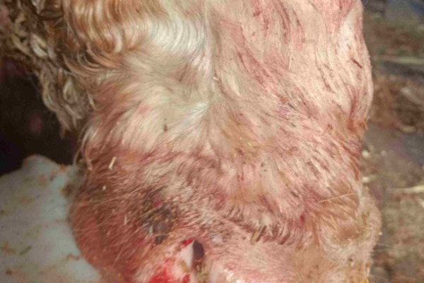 牛鼻子出血的原因,可能是外伤、异物、寄生虫所致