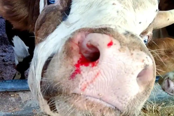 牛鼻子出血的原因,可能是外伤、异物、寄生虫所致