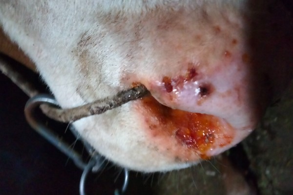 牛鼻子出血的原因,可能是外伤、异物、寄生虫所致