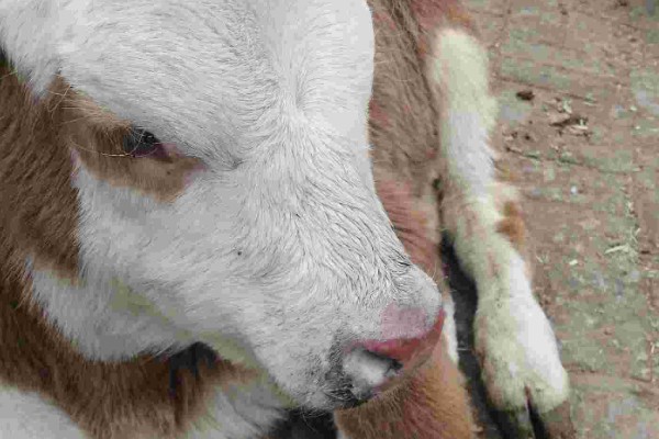 牛鼻子出血的原因,可能是外伤、异物、寄生虫所致