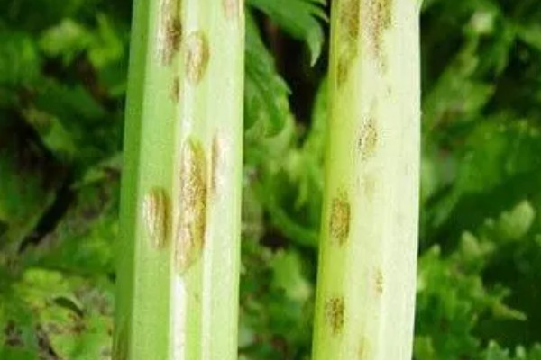 芹菜斑枯病怎么防治，播种前用温水浸种可以杀菌