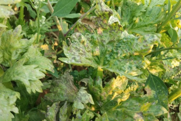 芹菜斑枯病怎么防治，播种前用温水浸种可以杀菌