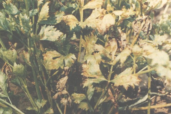 芹菜斑枯病怎么防治，播种前用温水浸种可以杀菌