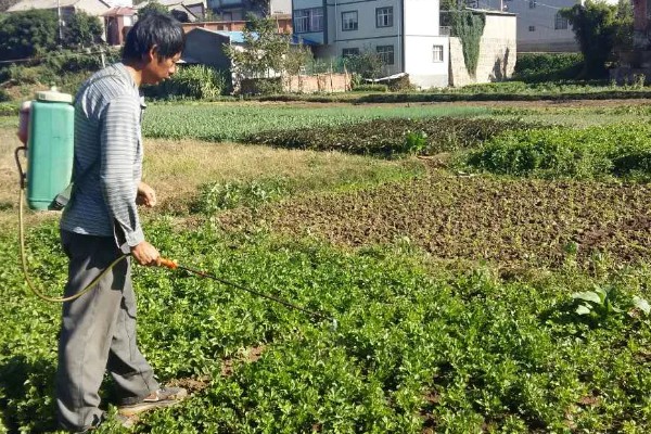 芹菜斑枯病怎么防治，播种前用温水浸种可以杀菌