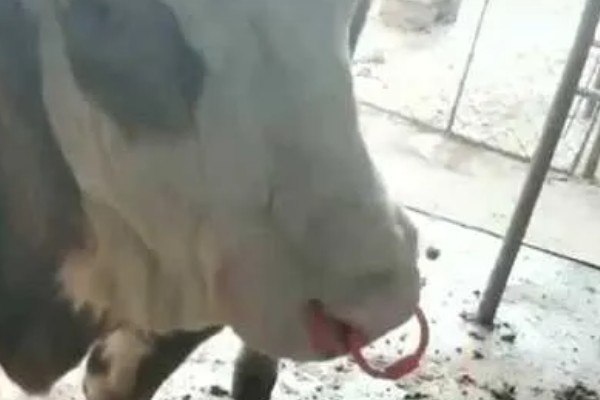 牛鼻子出血的原因,可能是外伤、异物、寄生虫所致