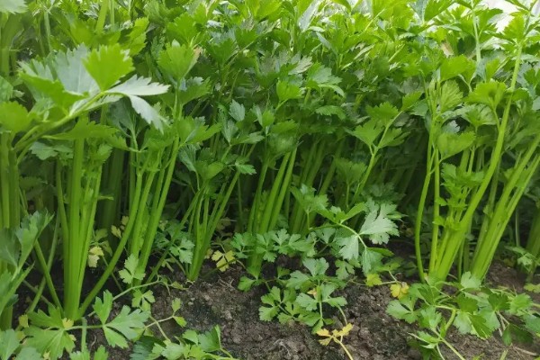 芹菜斑枯病怎么防治，播种前用温水浸种可以杀菌