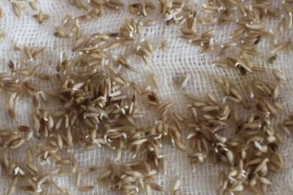 芹菜斑枯病怎么防治，播种前用温水浸种可以杀菌