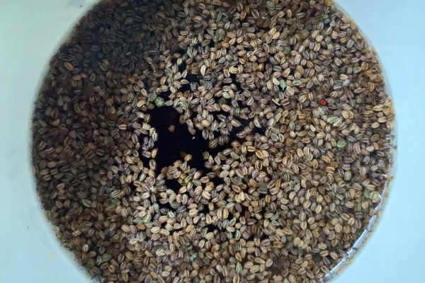 芹菜斑枯病怎么防治，播种前用温水浸种可以杀菌