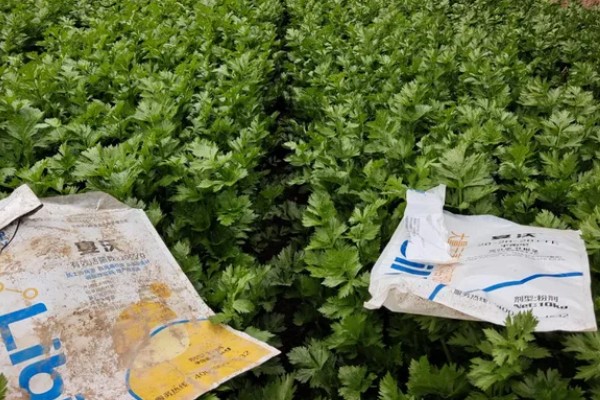 芹菜斑枯病怎么防治，播种前用温水浸种可以杀菌