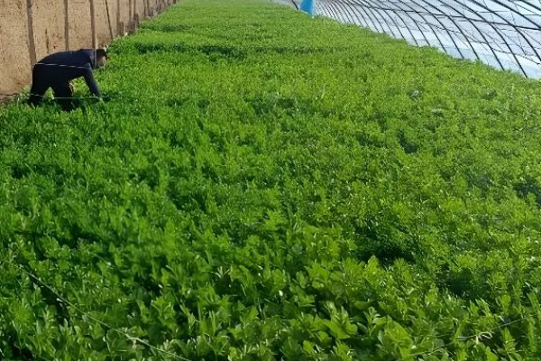 芹菜斑枯病怎么防治，播种前用温水浸种可以杀菌