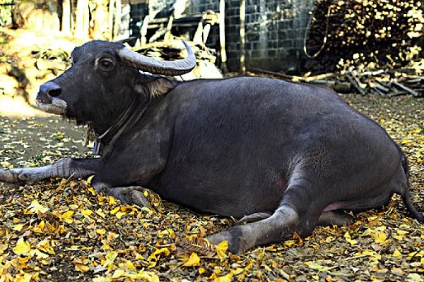 牛鼻子出血的原因,可能是外伤、异物、寄生虫所致