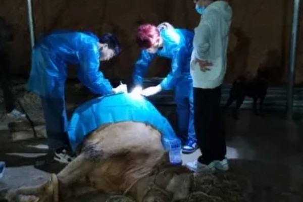 牛鼻子出血的原因,可能是外伤、异物、寄生虫所致